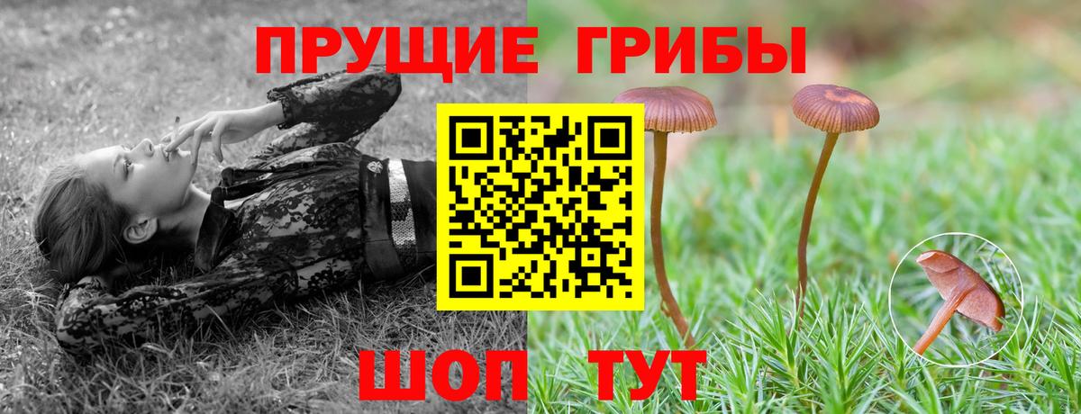Пушкино  Псилоцибиновые грибы Cubensis  Вход с VPN 